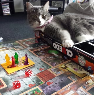 Illustration de l'article : 14 photos de chats qui ont décidé qu’ils étaient les maîtres des jeux de société