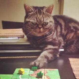 Illustration de l'article : 14 photos de chats qui ont décidé qu’ils étaient les maîtres des jeux de société