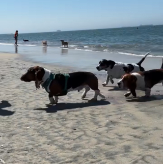 Illustration de l'article : Des dizaines de Basset Hounds se donnent rendez-vous à la plage lors d'un évènement joyeux et convivial (vidéo)