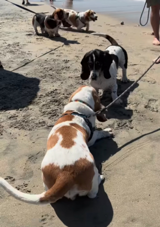 Illustration de l'article : Des dizaines de Basset Hounds se donnent rendez-vous à la plage lors d'un évènement joyeux et convivial (vidéo)