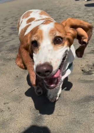 Illustration de l'article : Des dizaines de Basset Hounds se donnent rendez-vous à la plage lors d'un évènement joyeux et convivial (vidéo)