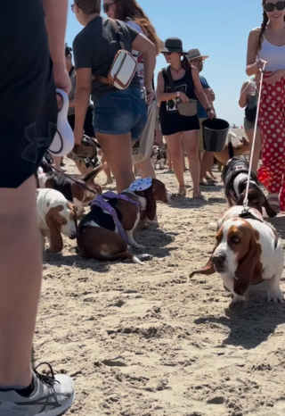 Illustration de l'article : Des dizaines de Basset Hounds se donnent rendez-vous à la plage lors d'un évènement joyeux et convivial (vidéo)