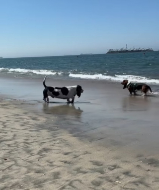 Illustration de l'article : Des dizaines de Basset Hounds se donnent rendez-vous à la plage lors d'un évènement joyeux et convivial (vidéo)