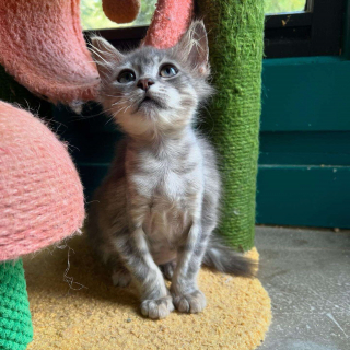 Illustration de l'article : Trouvé sur un chantier, un chaton se bat contre le typhus avec courage et savoure l'amour de sa bienfaitrice