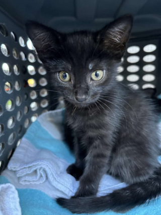 Illustration de l'article : Un chaton abandonné dans une boîte en carton sur le trottoir obtient une chance de connaître un avenir meilleur (vidéo)