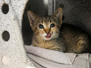 Illustration de l'article : Jeté sur l'autoroute depuis une voiture en mouvement, un chaton obtient une seconde chance dans la vie en trouvant un foyer aimant