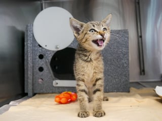 Illustration de l'article : Jeté sur l'autoroute depuis une voiture en mouvement, un chaton obtient une seconde chance dans la vie en trouvant un foyer aimant