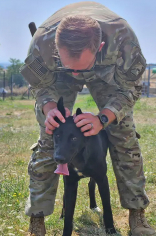 Illustration de l'article : Un soldat déployé à l’étranger implore l’aide d’une association pour rapatrier Mia, une chienne errante en détresse