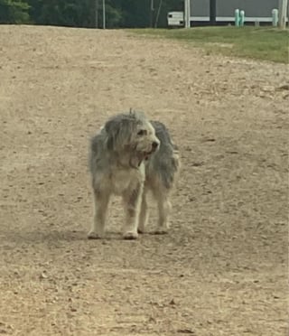 Illustration de l'article : Des bénévoles font appel à la "reine de la capture" qui fait honneur à sa réputation pour secourir un chien livré à lui-même depuis un an