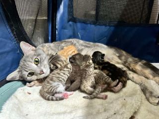 Illustration de l'article : Abandonnée lors d'un déménagement, une chatte gestante reçoit l'aide des voisins et retrouve le bonheur 