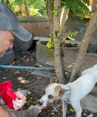 Illustration de l'article : Un chien abandonné affamé retrouve espoir grâce à son sauvetage et un festin réconfortant