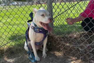 Illustration de l'article : Un propriétaire canin a "mal au coeur" en découvrant un Pitbull abandonné dans un parc et décide de l'intégrer à sa joyeuse meute