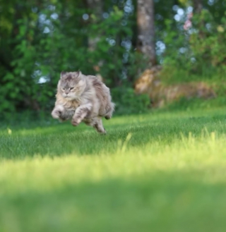 Illustration de l'article : Un propriétaire talentueux immortalise avec brio l'élégance de ses chattes Maine Coon dans une vidéo envoûtante