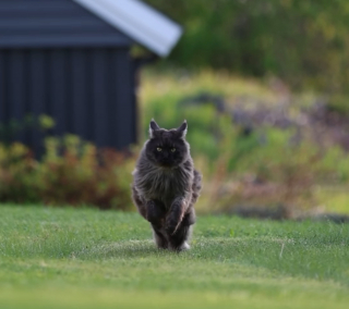 Illustration de l'article : Un propriétaire talentueux immortalise avec brio l'élégance de ses chattes Maine Coon dans une vidéo envoûtante