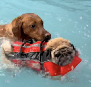 Illustration de l'article : Inquiet pour son ami, un Labrador tente de sauver un Carlin pendant son cours de natation à la piscine (vidéo)