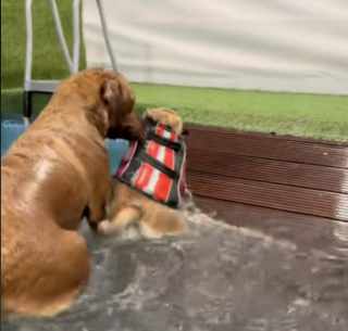 Illustration de l'article : Inquiet pour son ami, un Labrador tente de sauver un Carlin pendant son cours de natation à la piscine (vidéo)