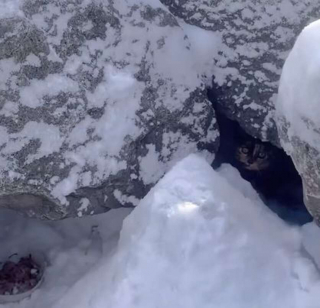 Illustration de l'article : Un chaton de 5 mois qui vivait seul dans les rochers au bord d'un lac trouve le foyer chaleureux de ses rêves (vidéo)