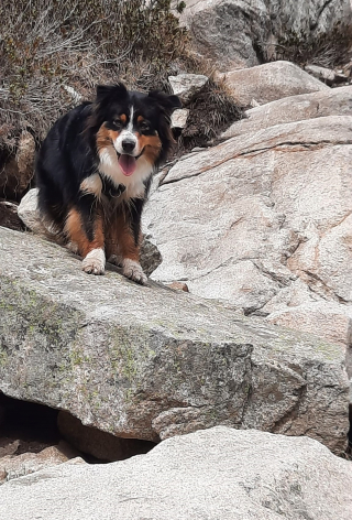 Illustration de l'article : Une chienne perdue lors des vacances parcourt 160 km pendant un mois pour retrouver ses maîtres ébahis