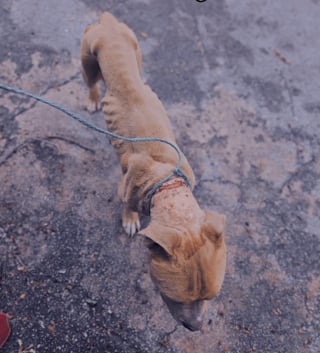 Illustration de l'article : Après des années à ne connaître que la douleur, un chien résilient goûte enfin au bonheur d’un foyer aimant (vidéo)