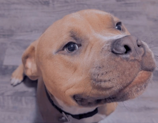 Illustration de l'article : Après des années à ne connaître que la douleur, un chien résilient goûte enfin au bonheur d’un foyer aimant (vidéo)