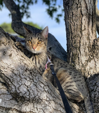 Illustration de l'article : Après s’être échappé de son catio, un chat aventureux saute sur le dos d’un livreur et fait une entrée remarquée dans sa propre maison (vidéo)