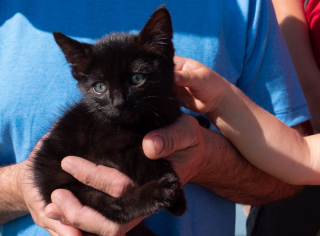 Illustration de l'article : La chance sourit à un chaton coincé au bord d'une autoroute et repéré par un ouvrier qui en fait le nouveau membre de sa famille