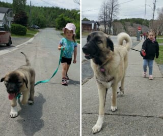 Illustration de l'article : 18 photos montrant que nos chats et chiens font partie de la famille pour toujours