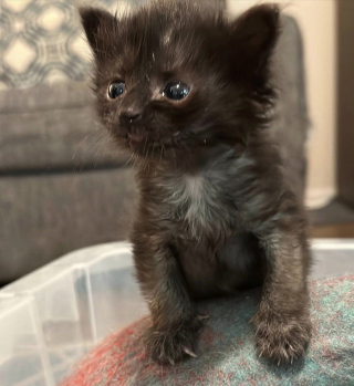 Illustration de l'article : Un chaton nouveau-né de 70 grammes se transforme en un chat unique et heureux grâce au soutien de sa famille d'accueil