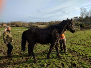 Illustration de l'article : Des pompiers effectuent une opération de 3 heures pour sauver un cheval de 37 ans, sa propriétaire lance une collecte de fonds pour les remercier