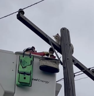 Illustration de l'article : En choisissant le sommet d'un poteau électrique pour faire la sieste, ce chat Siamois a provoqué une panne d’électricité dans tout le quartier (vidéo)