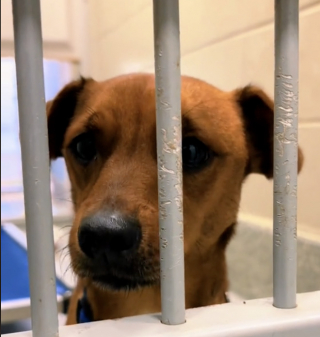 Illustration de l'article : Dans l’espoir de trouver un foyer pour toujours, ce petit chien de refuge exécute une adorable danse pour ses visiteurs (vidéo)