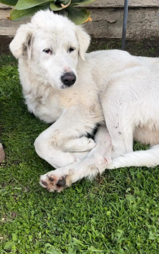 Illustration de l'article : Une femme découvre une chienne épuisée endormie dans son jardin, révélant un passé de maltraitance, et lui offre une seconde chance