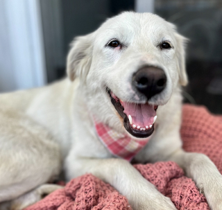 Illustration de l'article : Une femme découvre une chienne épuisée endormie dans son jardin, révélant un passé de maltraitance, et lui offre une seconde chance