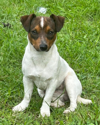 Illustration de l'article : Après des semaines de cavale sur une route dangereuse, un Jack Russell terrifié enfin secouru près d'un aéroport