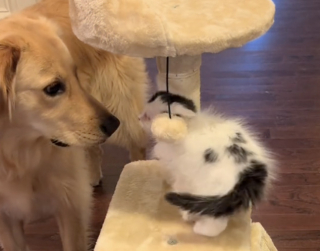 Illustration de l'article : À force de patience, un chaton malade parvient à gagner le cœur d’un Golden Retriever et devient son meilleur ami (vidéo)