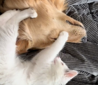 Illustration de l'article : À force de patience, un chaton malade parvient à gagner le cœur d’un Golden Retriever et devient son meilleur ami (vidéo)