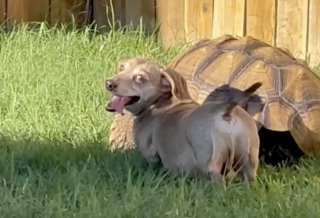 Illustration de l'article : Ce petit Teckel adore se promener en compagnie de sa meilleure amie la tortue (vidéo)