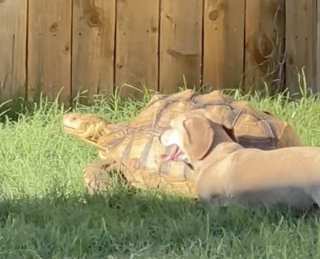 Illustration de l'article : Ce petit Teckel adore se promener en compagnie de sa meilleure amie la tortue (vidéo)