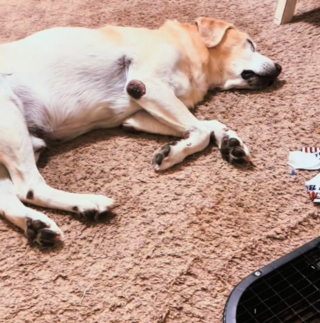 Illustration de l'article : Les réactions contrastées de 2 frères Labradors face à la pluie révèlent leur personnalité attachante (vidéo)