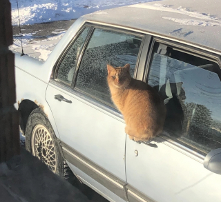 Illustration de l'article : 16 photos montrant à quel point la vie avec un chat peut être amusante