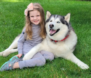 Illustration de l'article : Une malicieuse petite fille vole le Husky de sa voisine pour aller jouer avec lui et le remplace par un chien en peluche (vidéo)