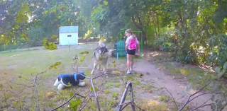 Illustration de l'article : Une malicieuse petite fille vole le Husky de sa voisine pour aller jouer avec lui et le remplace par un chien en peluche (vidéo)