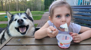 Illustration de l'article : Une malicieuse petite fille vole le Husky de sa voisine pour aller jouer avec lui et le remplace par un chien en peluche (vidéo)