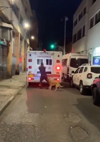 Illustration de l'article : D’une loyauté sans faille, ce chien fidèle poursuit l’ambulance qui transporte son maître sur plusieurs kilomètres (vidéo) 