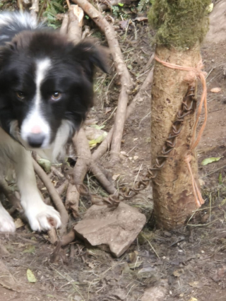 Illustration de l'article : Un Border Collie découvert enchaîné dans la forêt reçoit les soins nécessaires pour une vie nouvelle