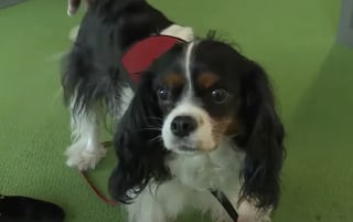 Illustration de l'article : Pour inciter les enfants à aimer la lecture, une bibliothèque leur propose de lire leur livre préféré à Lovie, une adorable femelle Cavalier King Charles (vidéo)