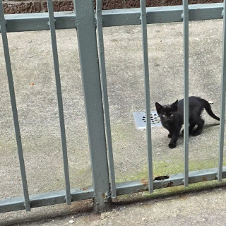 Illustration de l'article : Une chatte errante protectrice tente en vain d’empêcher le vol de ses bébés et finit par trouver de l’aide (vidéo)