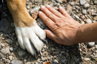 Illustration de l'article : 9 indices montrant que votre chien est votre protecteur