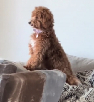 Illustration de l'article : Une caméra de surveillance capture une Goldendoodle seule à la maison qui transforme un chouchou en jouet préféré (vidéo)