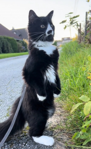 Illustration de l'article : Ce chat est fasciné par les moutons qu'il voit pour la première fois de sa vie (vidéo) 